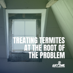 Anytime Pest Elimination Austin