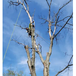 Tree Fellers