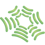 Altamont Healthcare