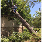Aggieland Tree Service