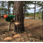 5 Star Tree Service
