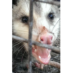 Southern Trappers Nuisance Wildlife Removal