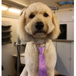 Trixie's Gulfside Grooming