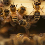 GBU Bee Removal