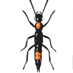 Rove Pest Control