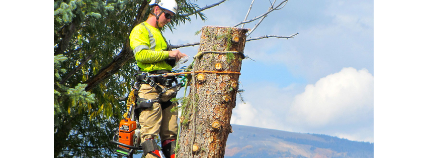 Low Stump Tree Service