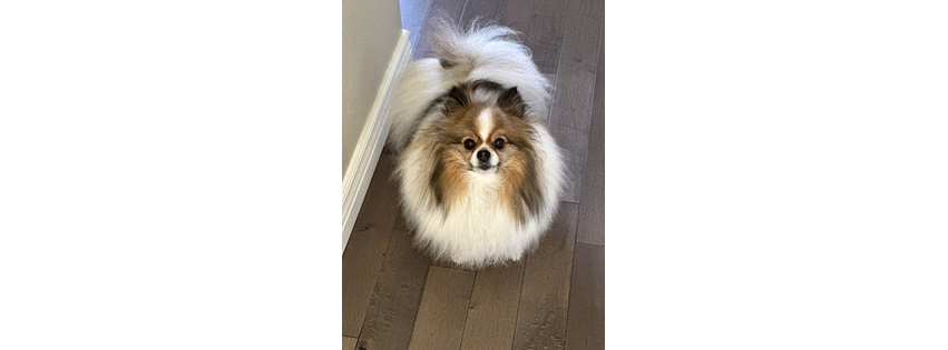 It's a Dog's Life Salon
