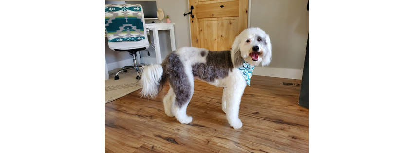It's a Dog's Life Salon