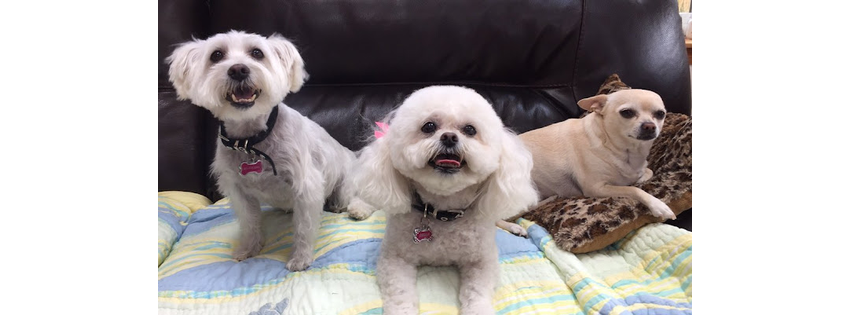 It's a Dog's Life Salon