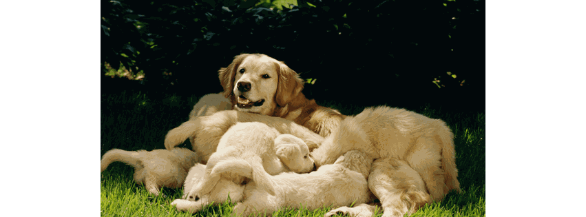 A Golden World
