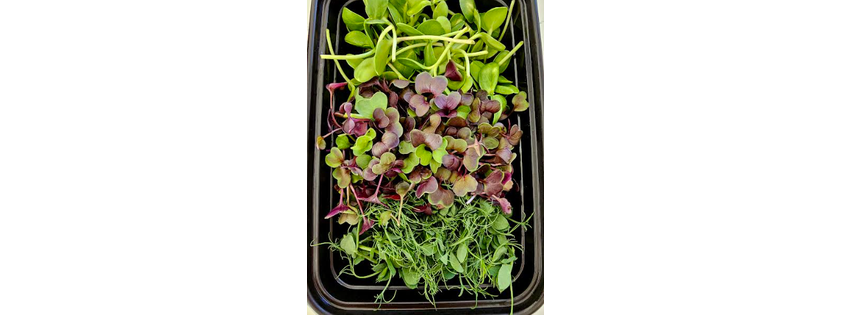 Mountain Micro Farm