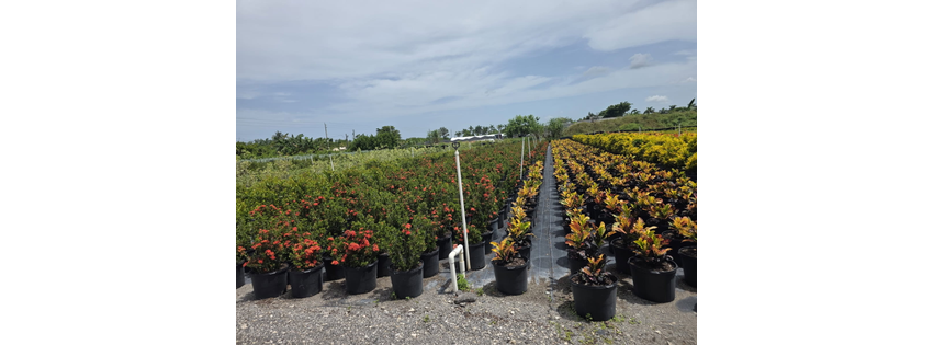 Krystal J Nursery Inc
