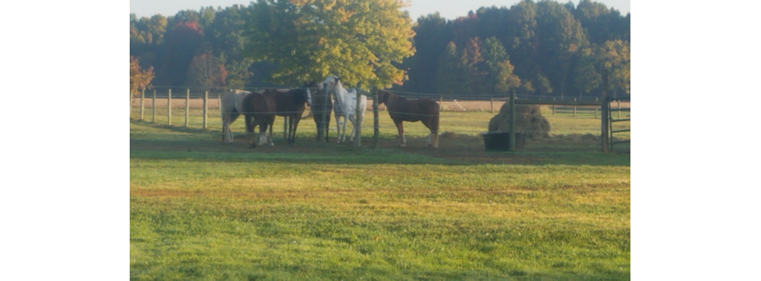 Sunset Stables OH