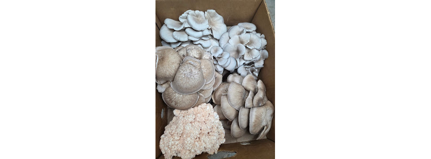 The Green Mycofarm