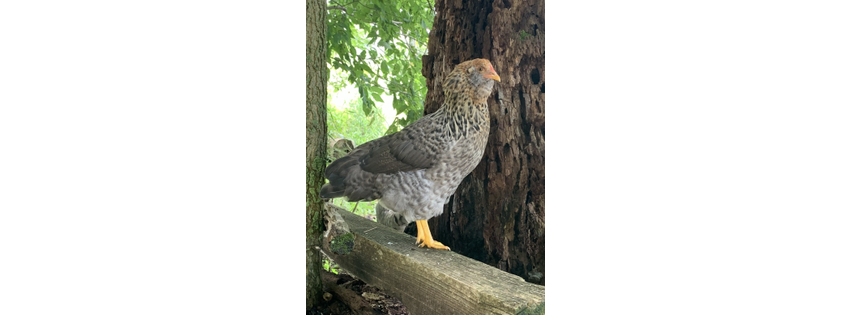Roslin Poultry Ranch