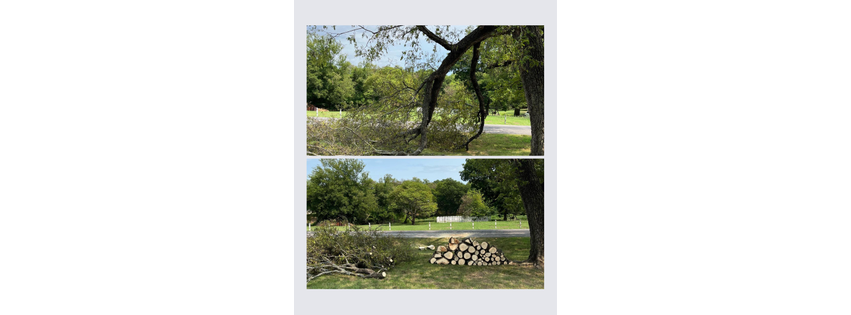 Hickman Trees - Premier Tree Service Experts in Your Area