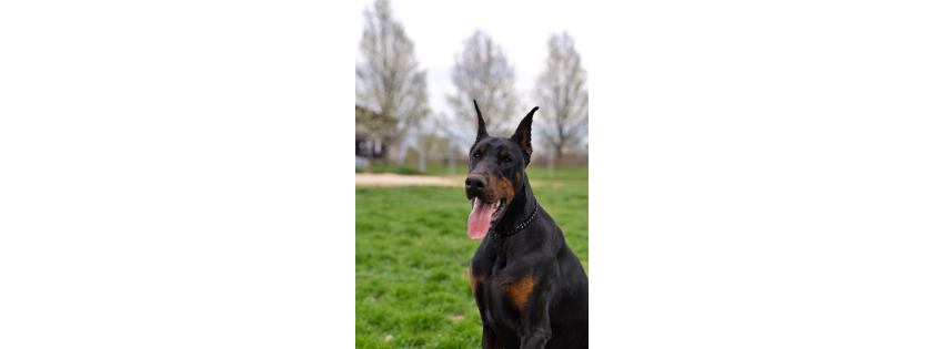 Paul Doberman Kennel