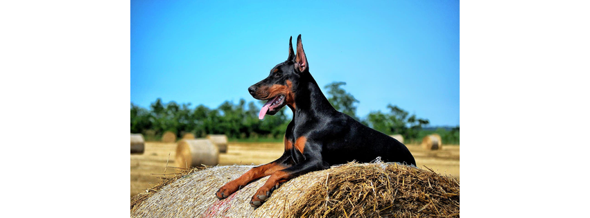 Paul Doberman Kennel
