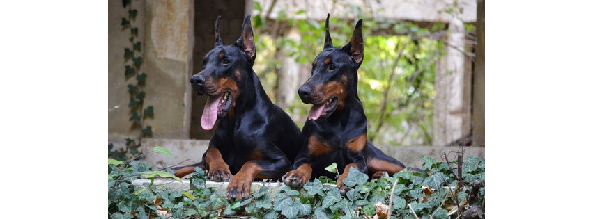 Paul Doberman Kennel