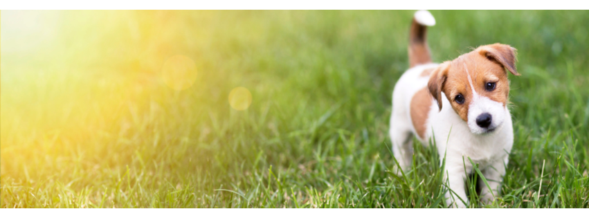 Sunshine Animal Hospital