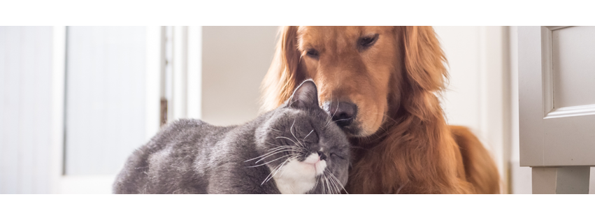 Creekside Animal Hospital