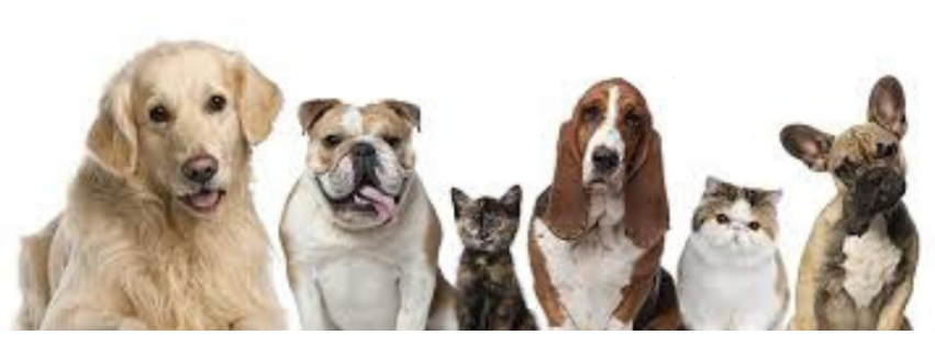 Pacific Avenue Veterinary Clinic, PC