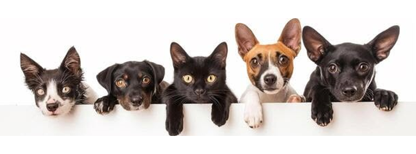 Pet Care Center at Luna Park