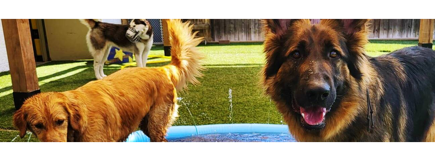 Blaine Kennels Boarding, Training & Daycare