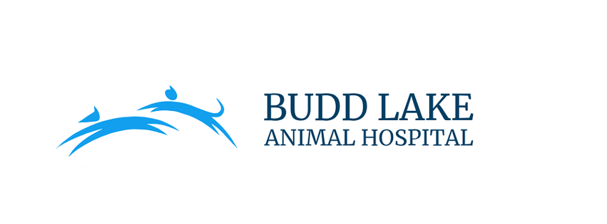 Budd Lake Animal Hospital