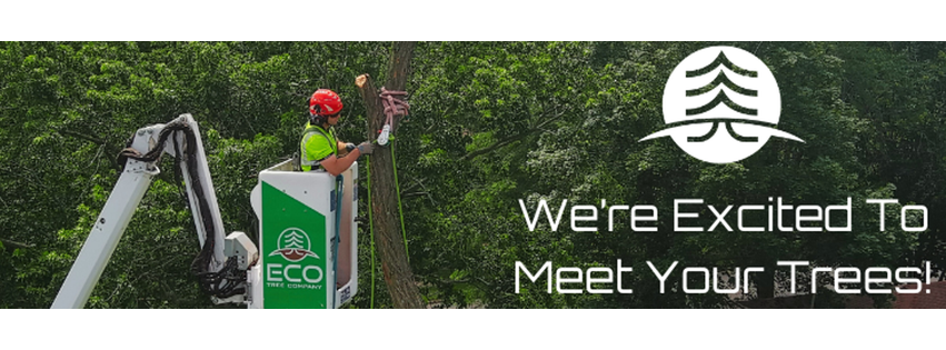 ECO Tree Company