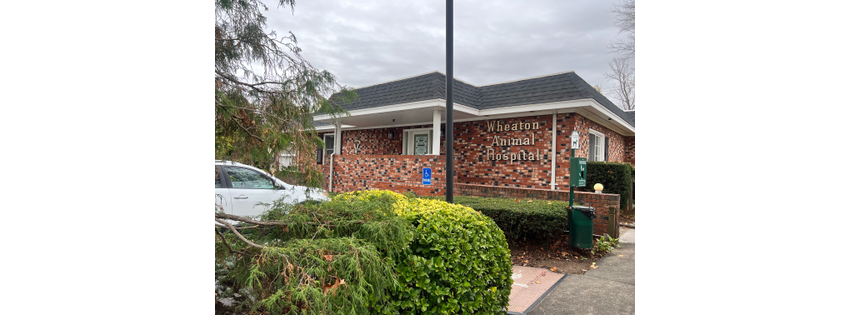 Wheaton Animal Hospital