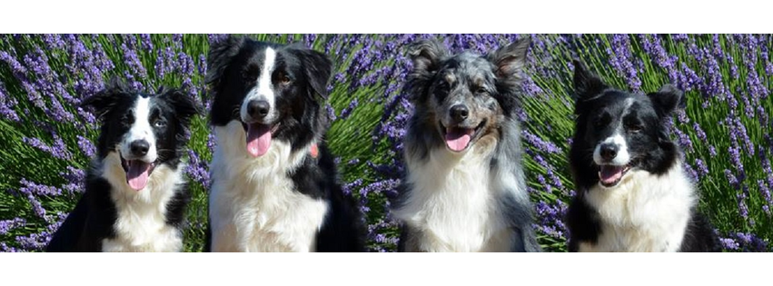 Forest Valley Veterinary Hospital and Urgent Care