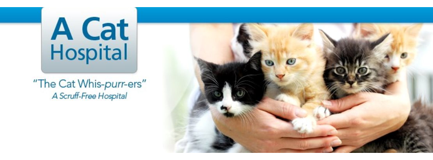 A Cat Hospital