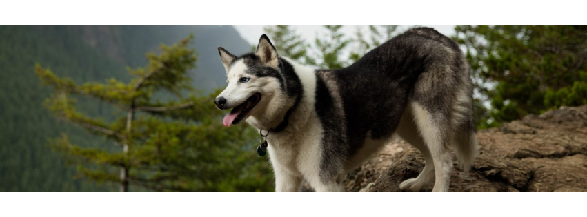 My Pet's Veterinary Urgent Care and Wellness