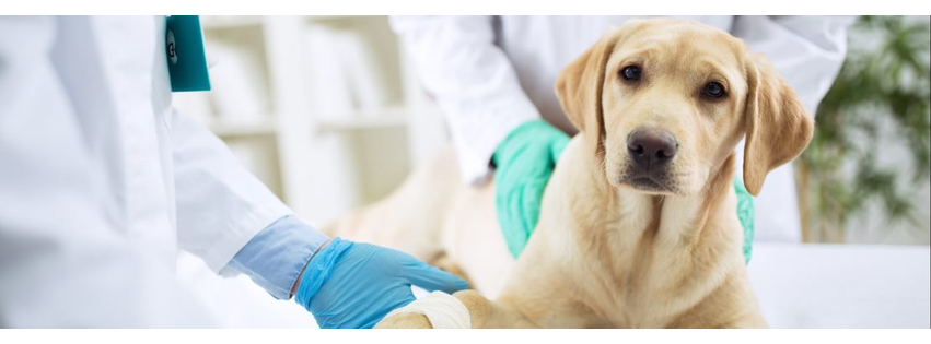 Aborn Pet Hospital