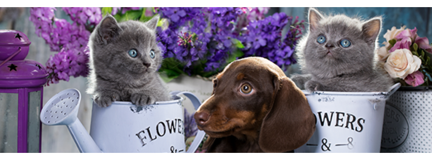 Alamo Area Veterinary Clinic