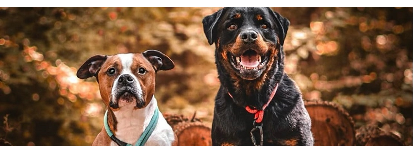 Chadwell Animal Hospital