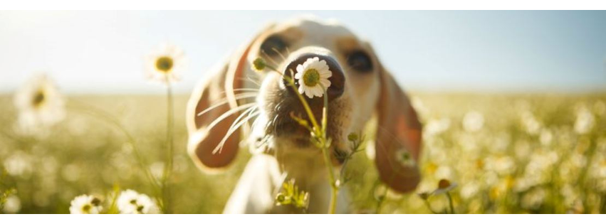 Animal Dermatology South