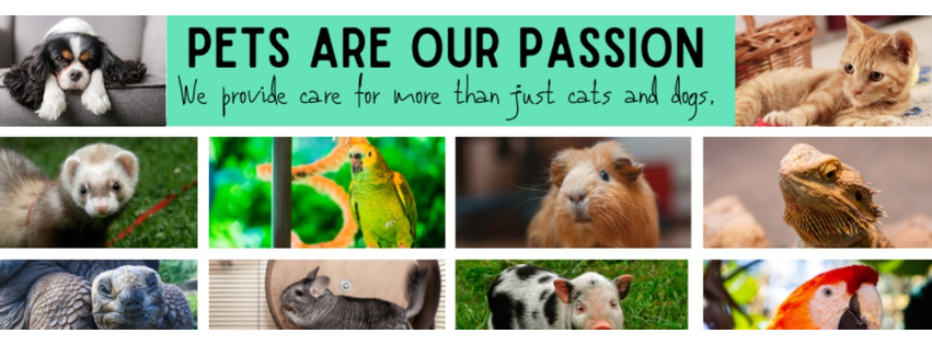 Island Animal Clinic