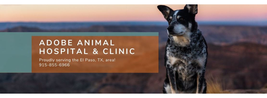 Adobe Animal Hospital and Veterinary Clinic