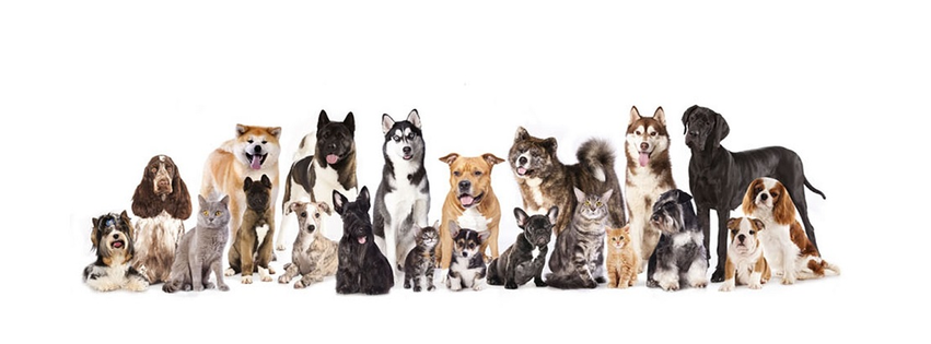Ace Animal Clinic Inc