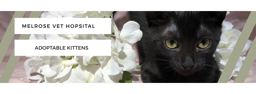 Melrose Veterinary Hospital
