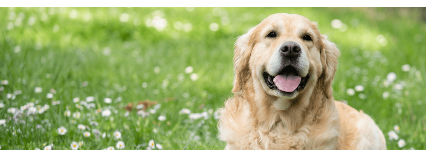 Arbor Hills Animal Clinic