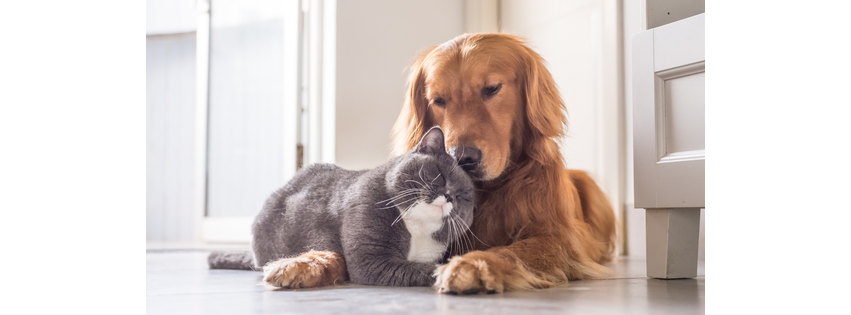 For Paws Veterinary Clinic