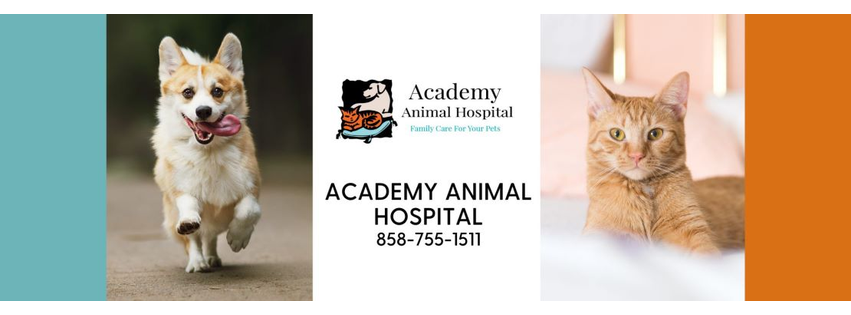 Academy Animal Hospital