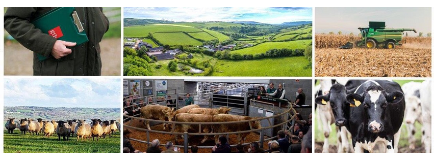 Greenslade Taylor Hunt - Sedgemoor Auction Centre
