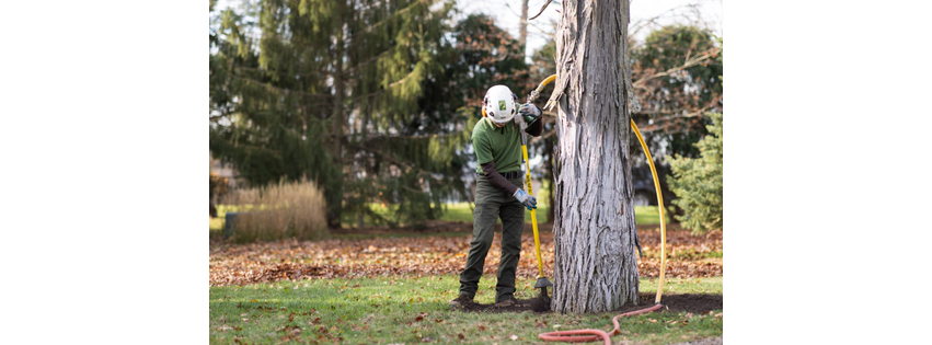 King Tree Specialists Inc