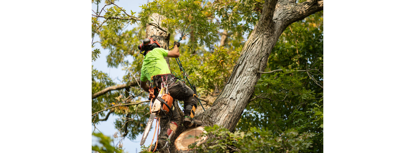 King Tree Specialists Inc