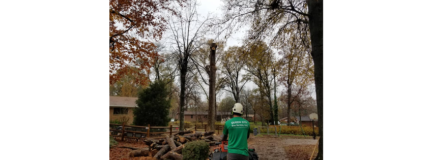Queen City Tree Service