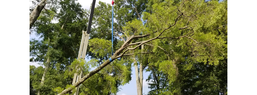 Queen City Tree Service